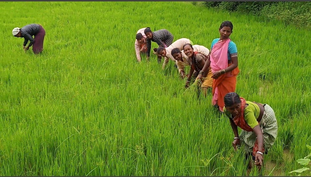 छत्तीसगढ़ में इन किसानों के लिए प्रधानमंत्री फ़सलबीमा योजना का लाभ, 15 दिसम्बर 2022 तक करा सकते हैं आवेदन जाने विस्तार से